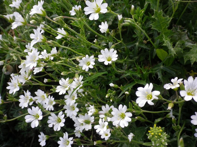 Cerastium arvense